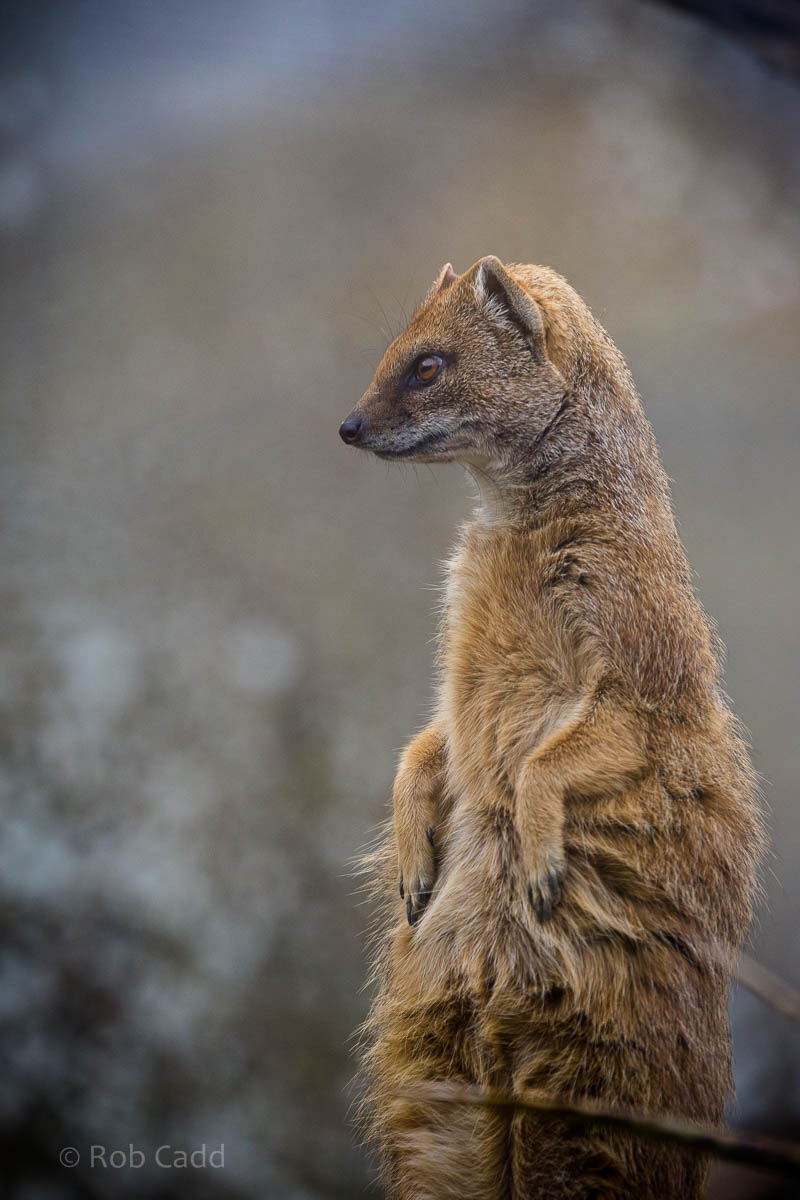Yellow mongoose : Cotswold WP : 19 Apr 2015