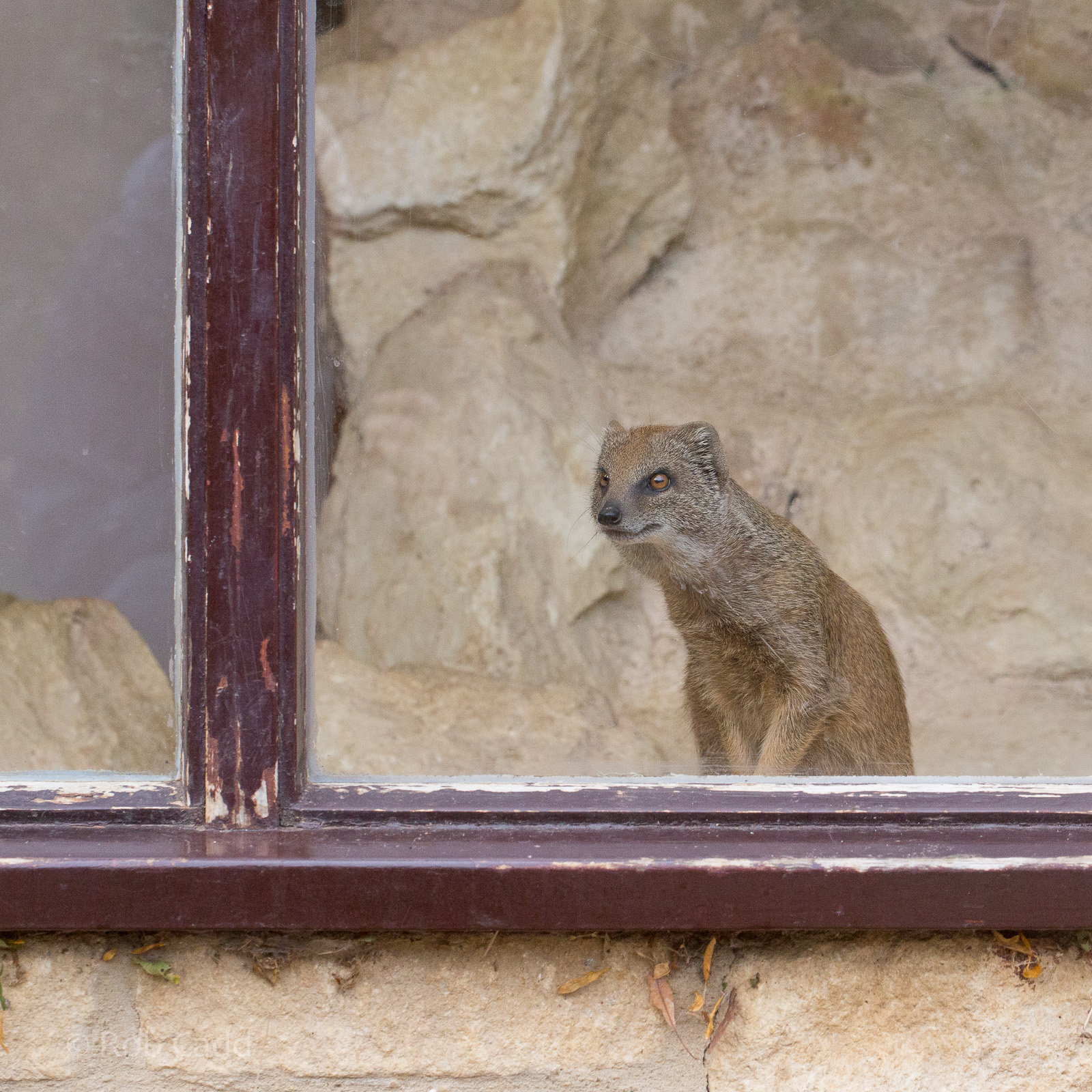 Yellow mongoose : Cotswold WP : 25 Oct 2014