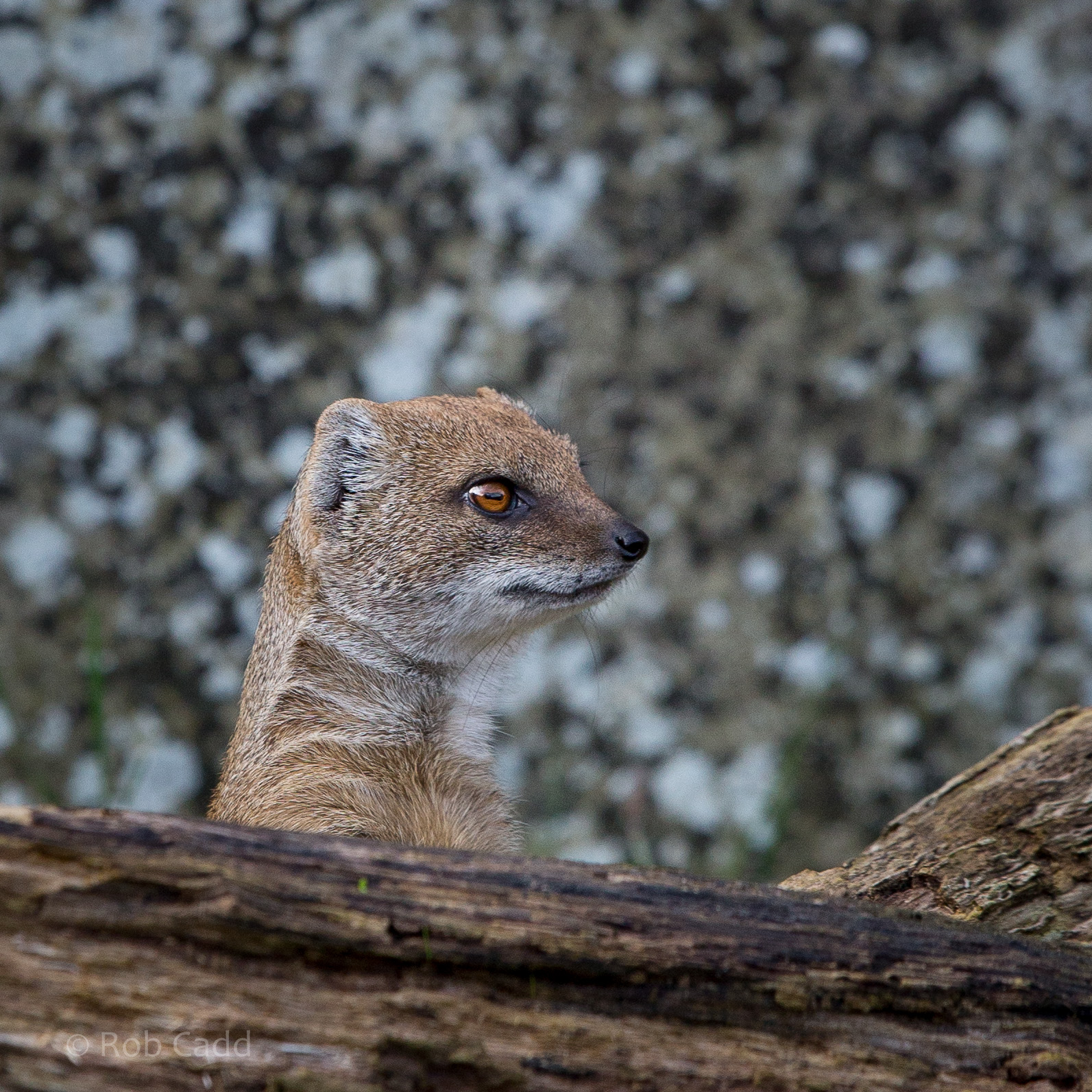 Yellow mongoose : Cotswold WP : 25 Oct 2014