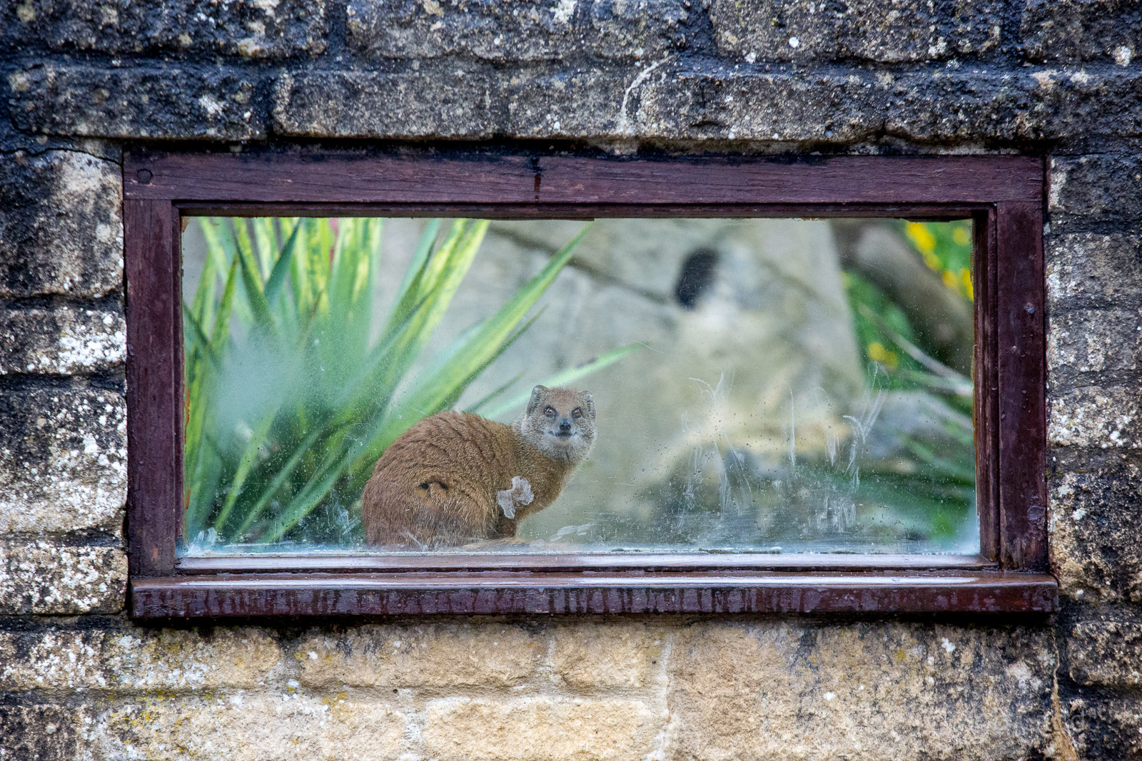 Yellow mongoose : Cotswold WP : 28 May 2014
