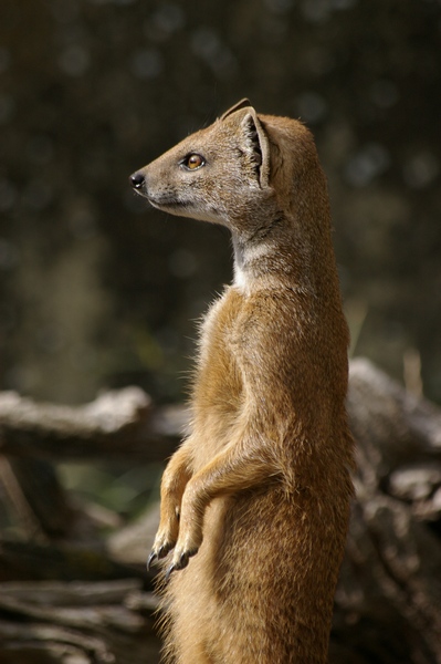 Yellow Mongoose, Cotswold WP