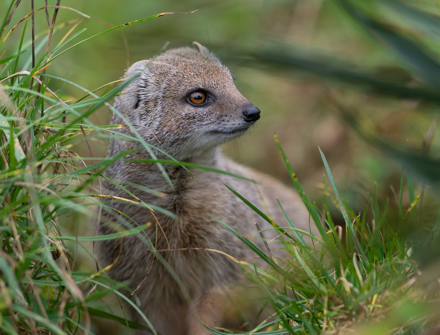 Yellow Mongoose, CWP, UK
