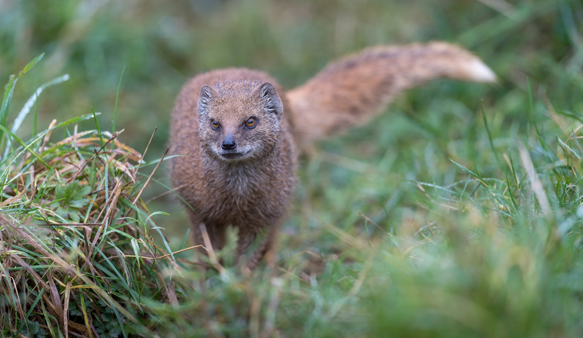 Yellow Mongoose, CWP, UK