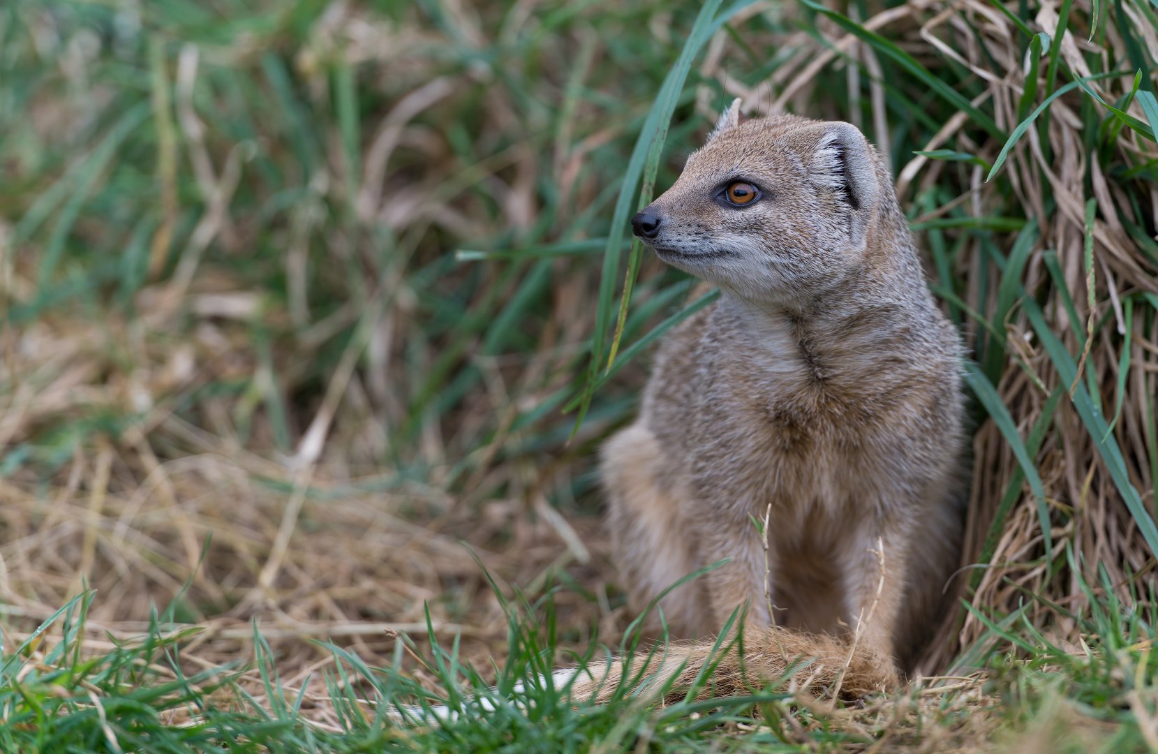 Yellow Mongoose, CWP, UK