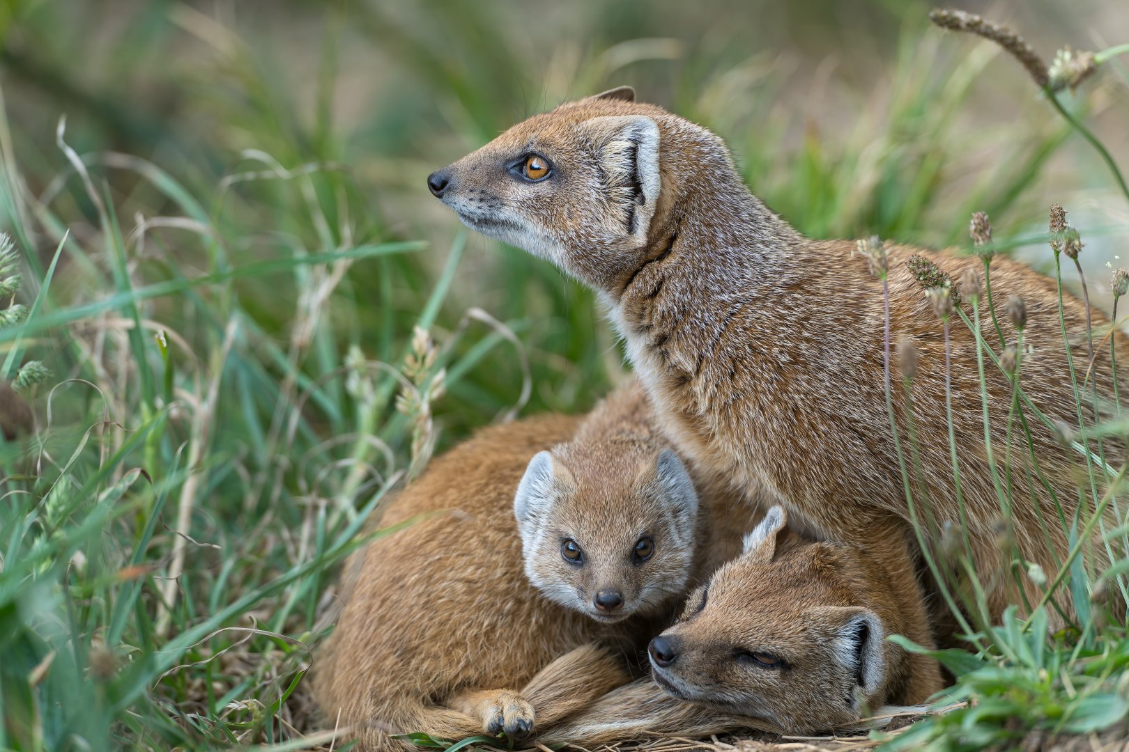 Yellow Mongoose, CWP, UK