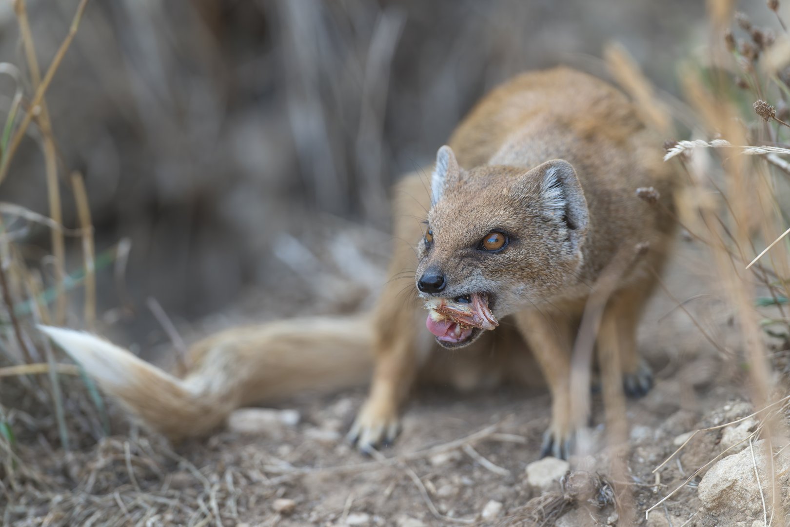 Yellow Mongoose, CWP, UK