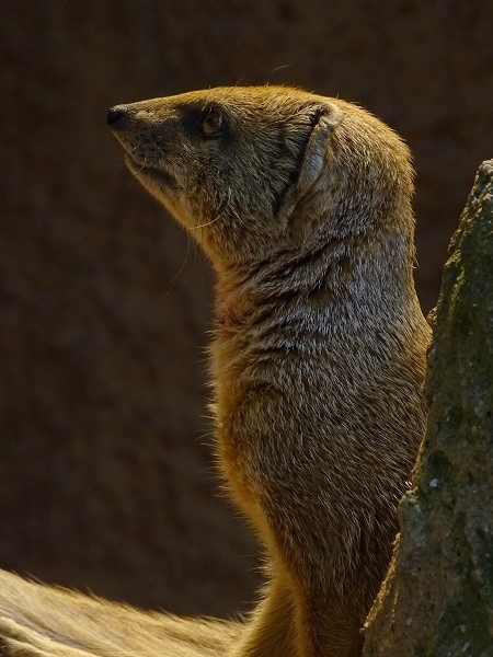 Yellow mongoose (Cynictis penicillata) (07/22)