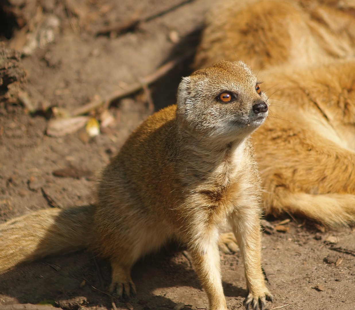Yellow mongoose (Cynictis penicillata), 2007-09-16