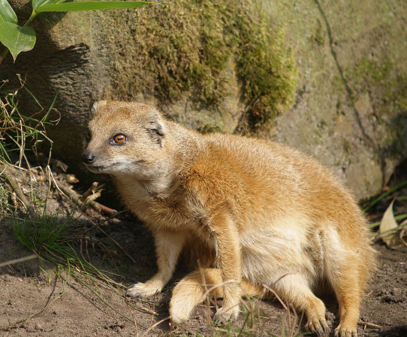 Yellow mongoose (Cynictis penicillata), 2007-09-16