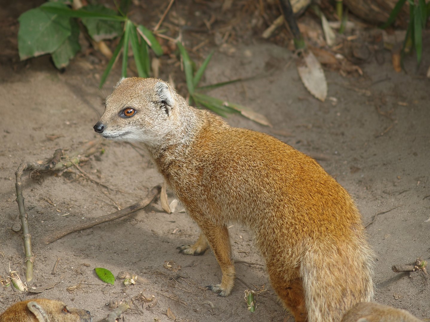 Yellow mongoose (Cynictis penicillata), 2007-09-16