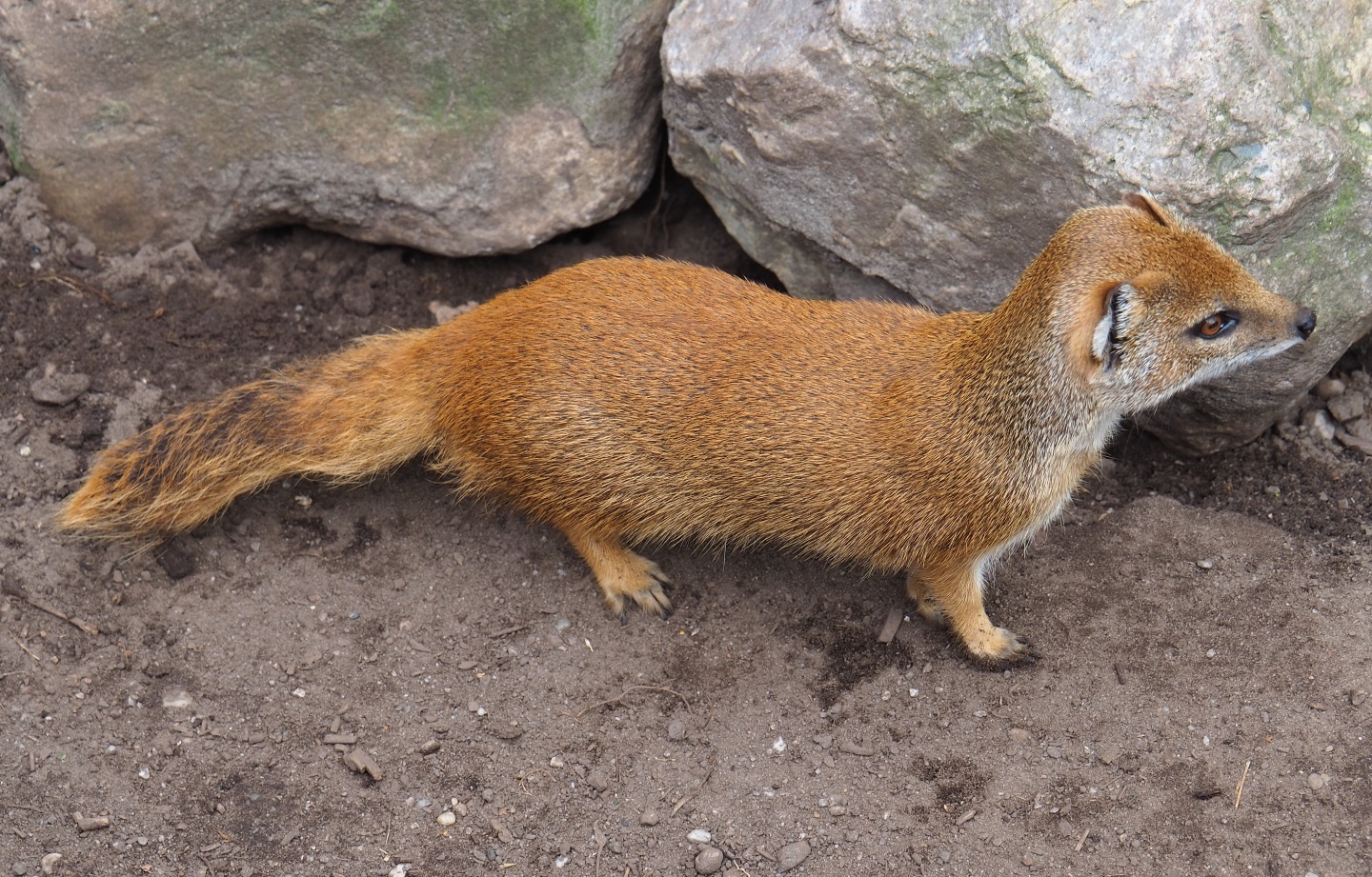 Yellow mongoose (Cynictis penicillata), 2019-04-06