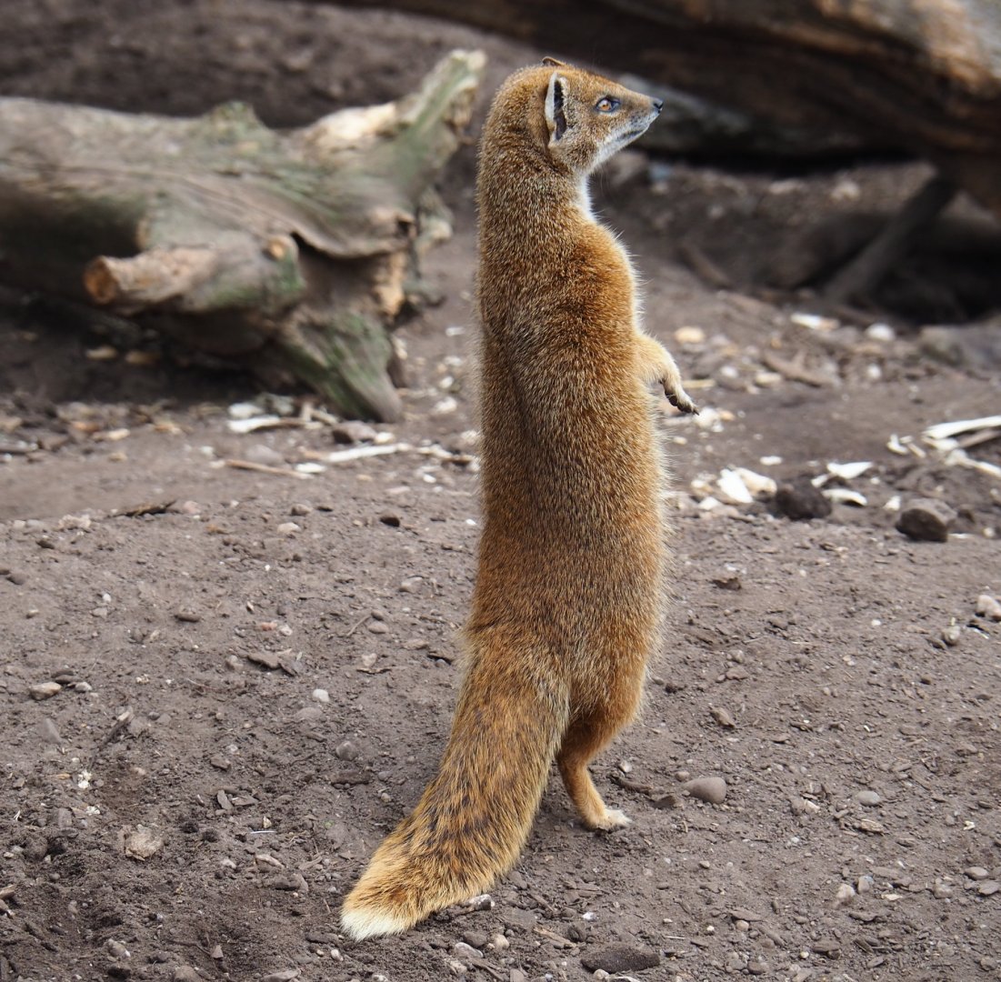 Yellow mongoose (Cynictis penicillata), 2019-04-06