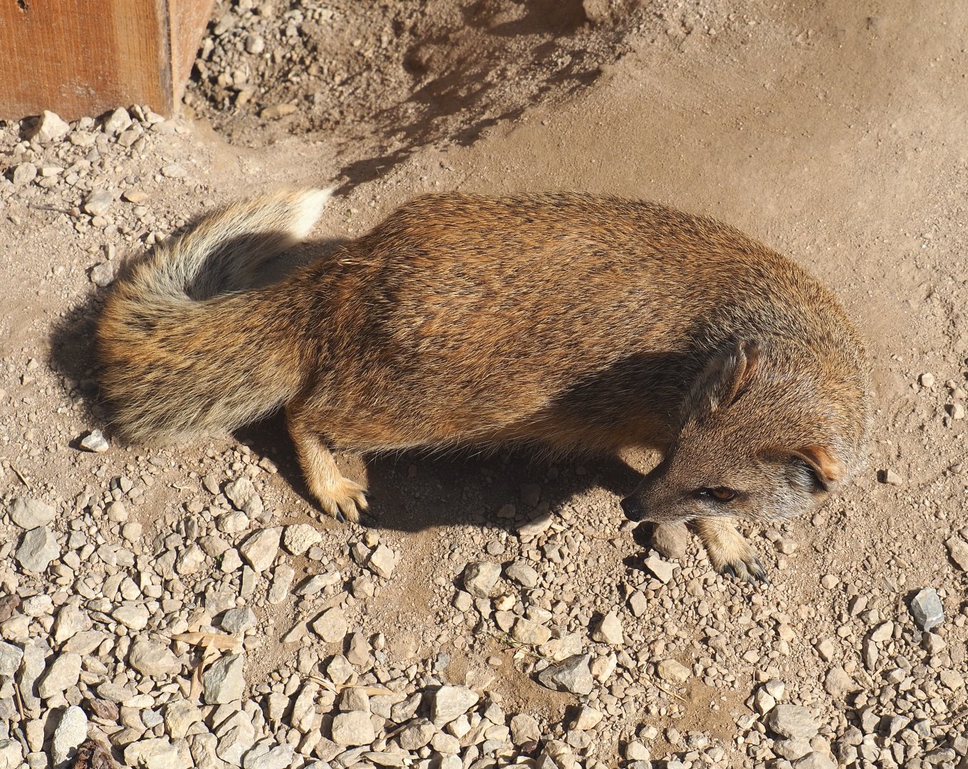 Yellow mongoose (Cynictis penicillata), 2020-09-12