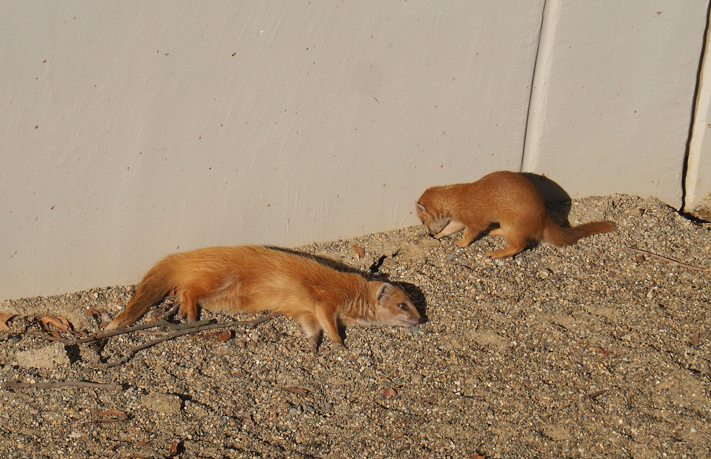 Yellow mongoose (Cynictis penicillata), 2020-09-20