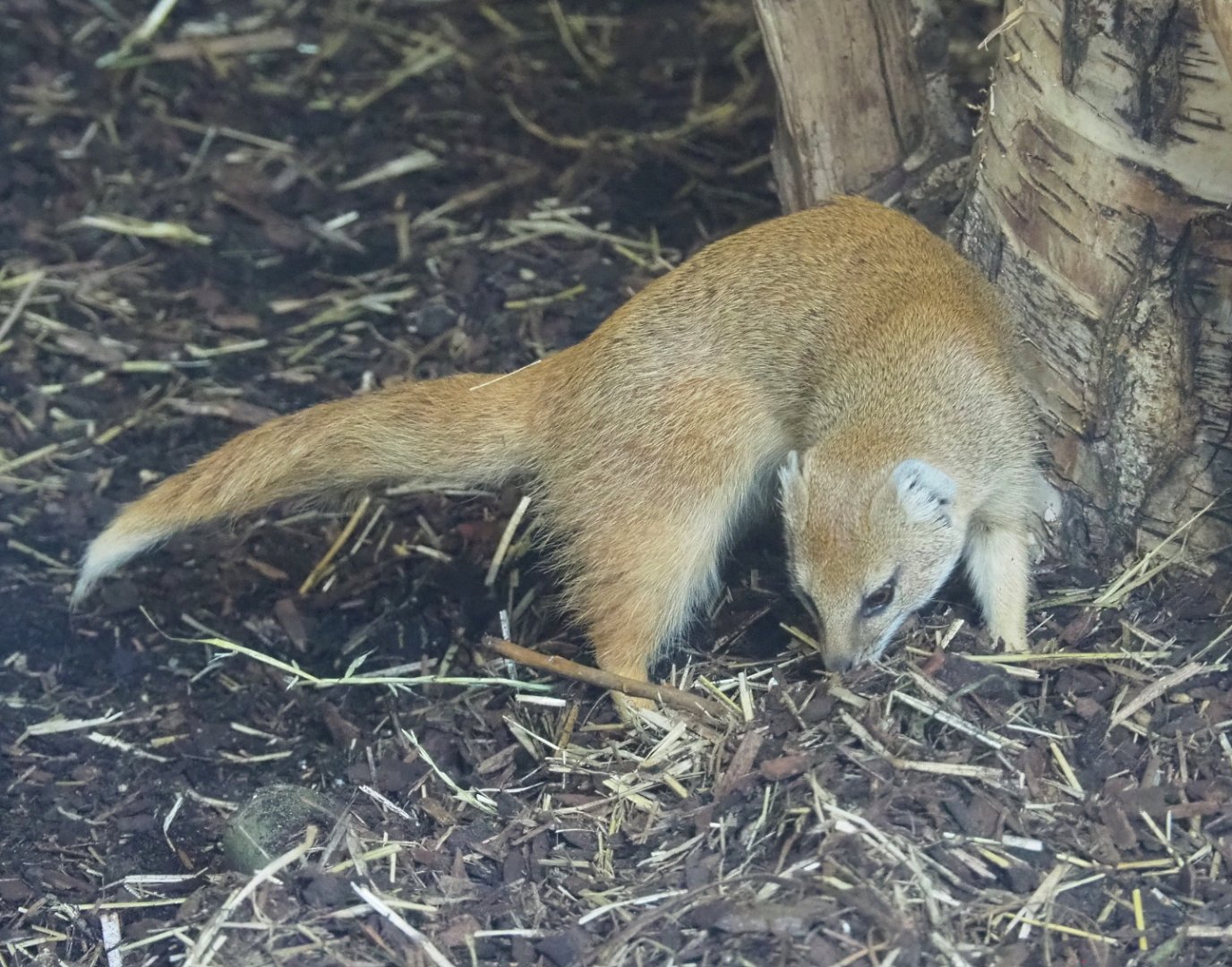 Yellow mongoose (Cynictis penicillata), 2021-06-12