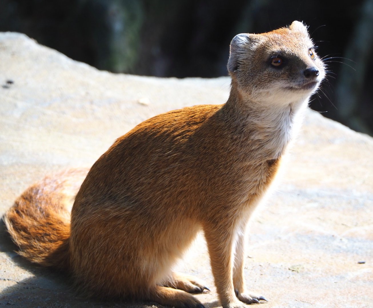 Yellow mongoose (Cynictis penicillata), 2021-07-17