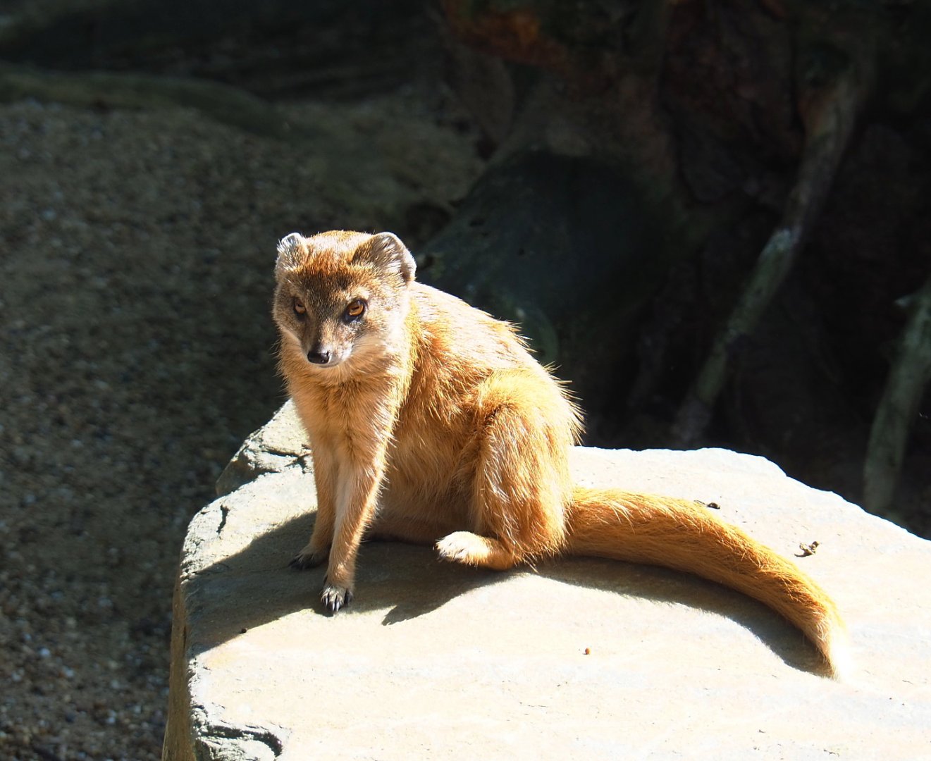 Yellow mongoose (Cynictis penicillata), 2021-07-17