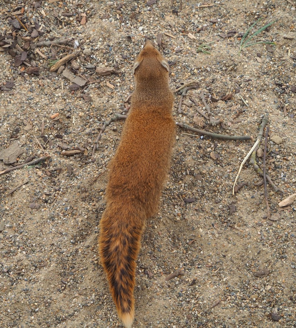 Yellow mongoose (Cynictis penicillata), 2022-03-16