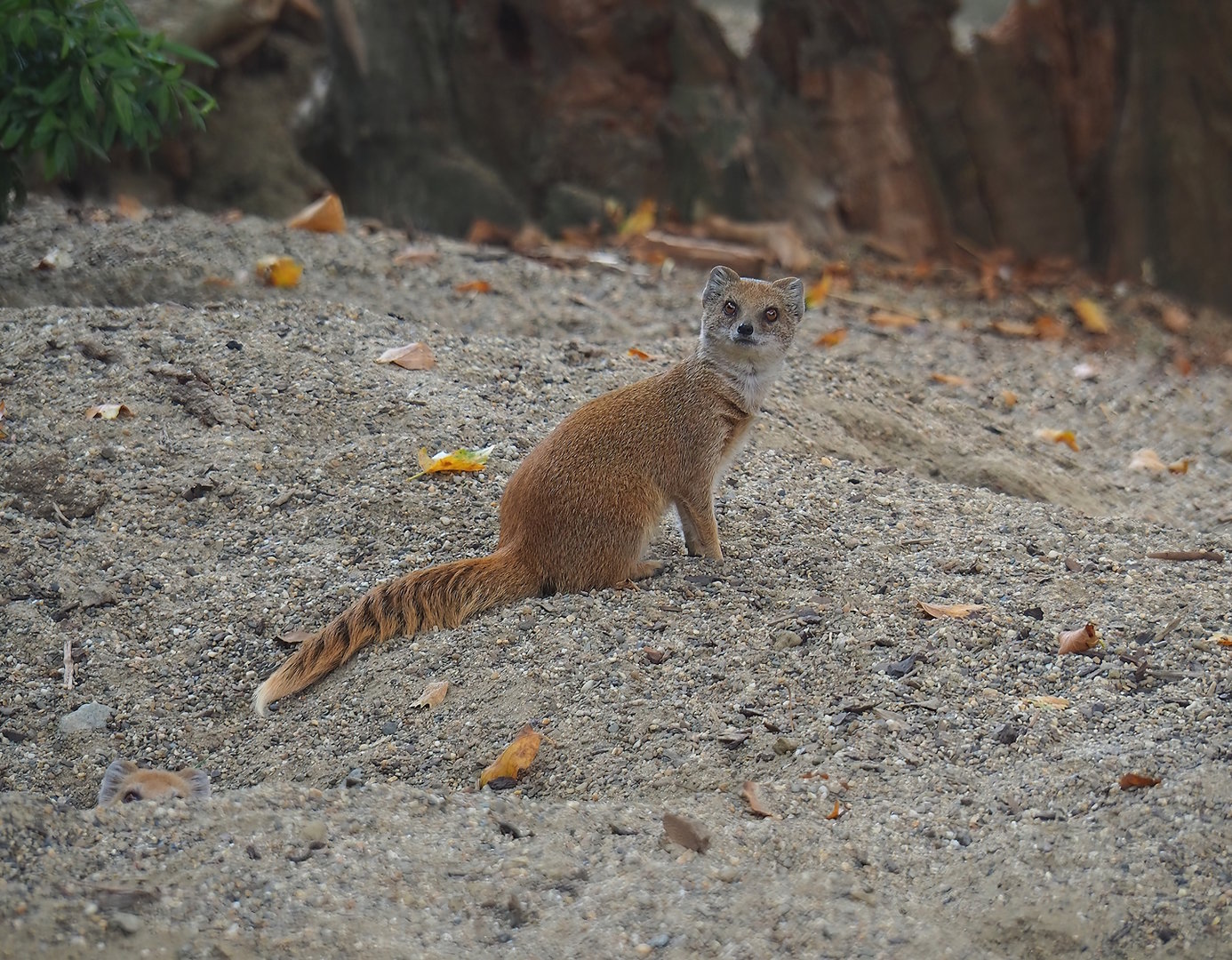 Yellow mongoose (Cynictis penicillata), 2022-08-16