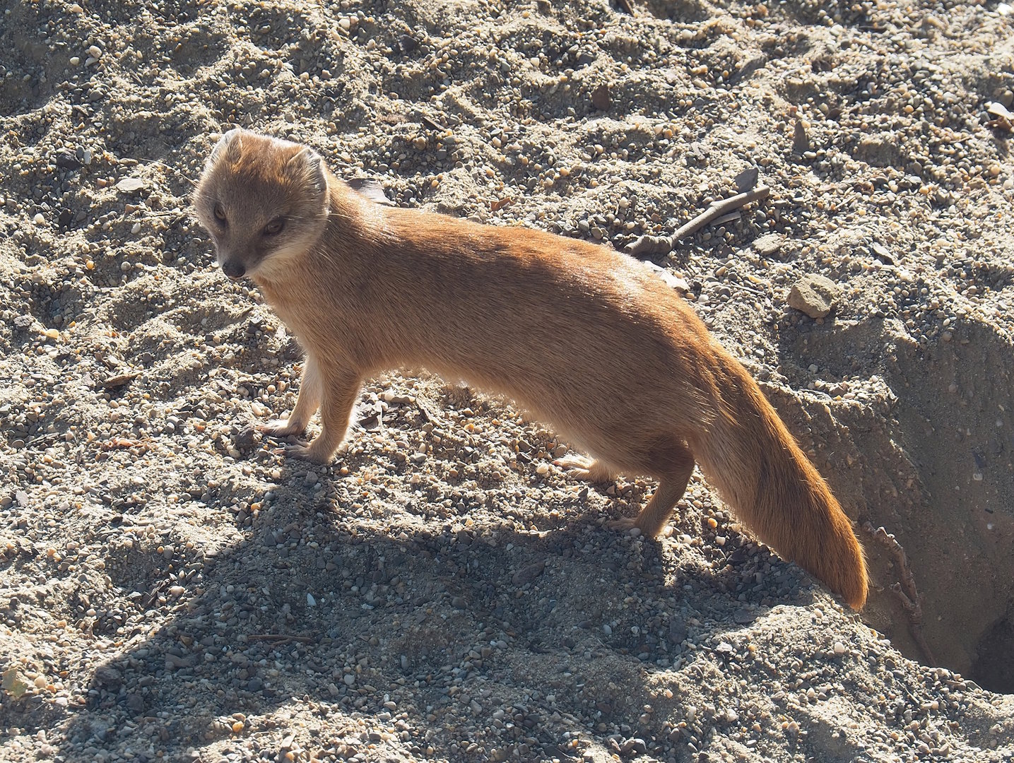 Yellow mongoose (Cynictis penicillata), 2022-09-04