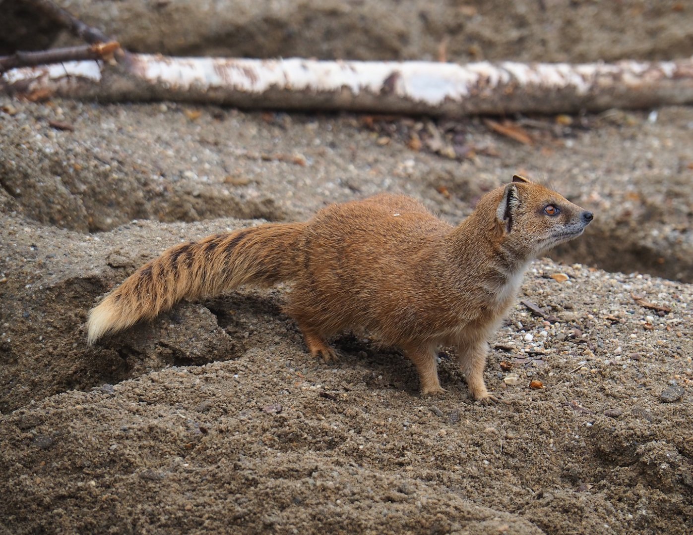 Yellow mongoose (Cynictis penicillata), 2023-04-08