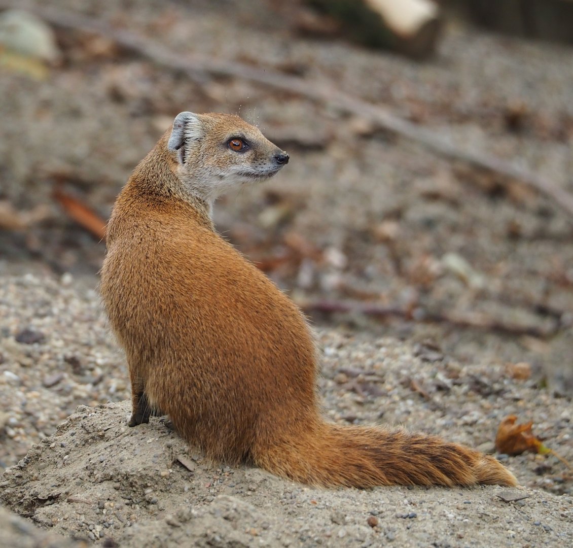 Yellow mongoose (Cynictis penicillata), 2023-07-02