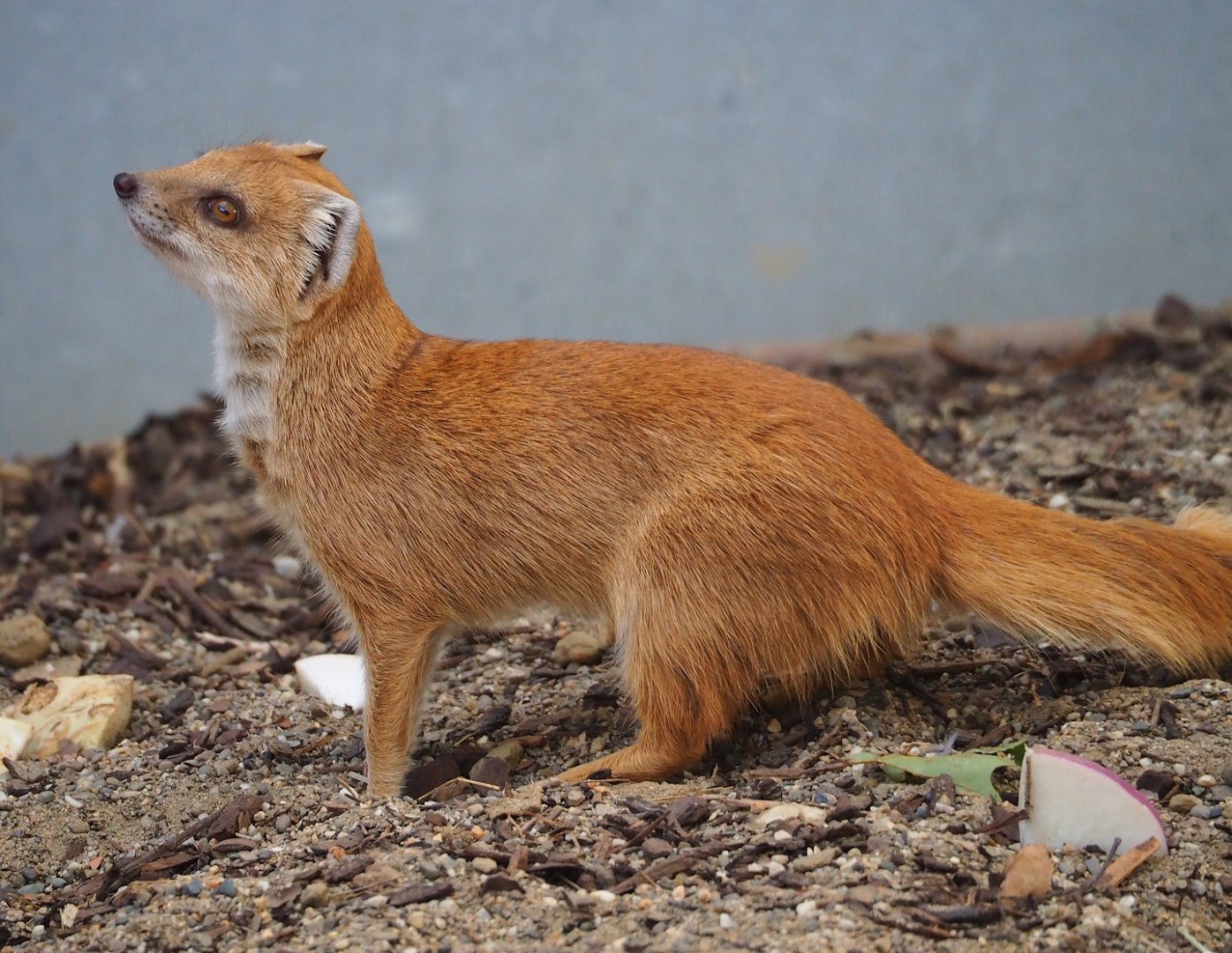 Yellow mongoose (Cynictis penicillata), 2023-07-22