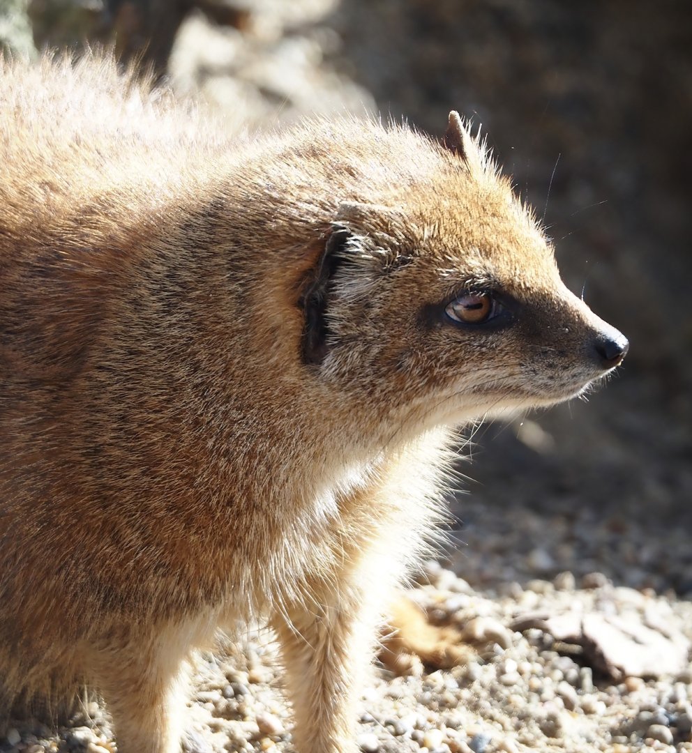 Yellow mongoose (Cynictis penicillata), 2024-03-09