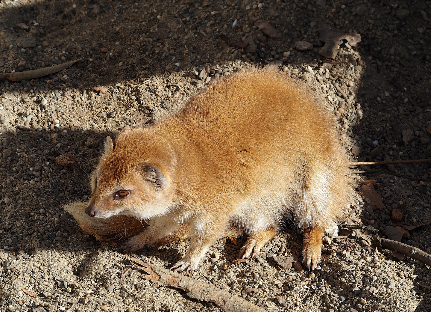 Yellow mongoose (Cynictis penicillata), 2024-03-09