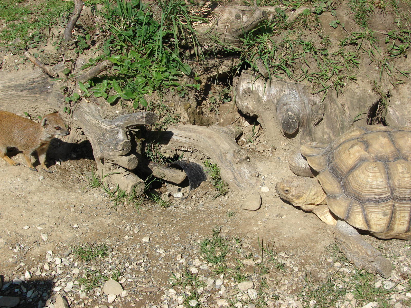 Yellow mongoose (Cynictis penicillata) and african spuured tortoise (Geoche