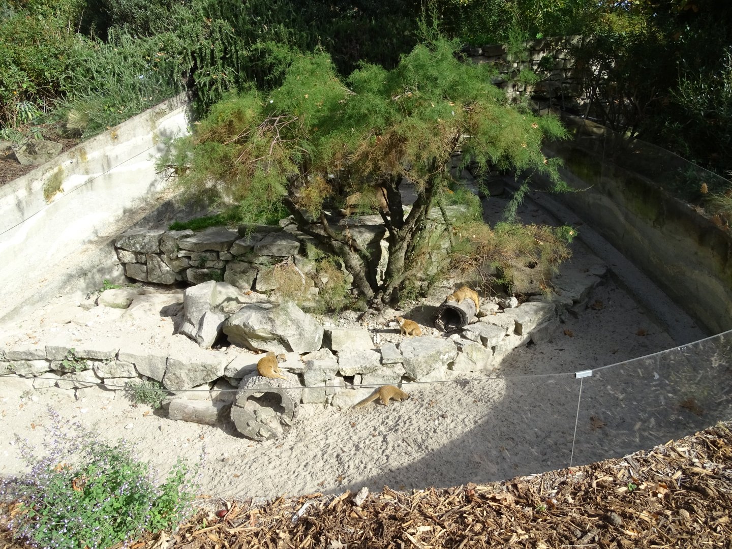 Yellow mongoose (Cynictis penicillata) exhibit