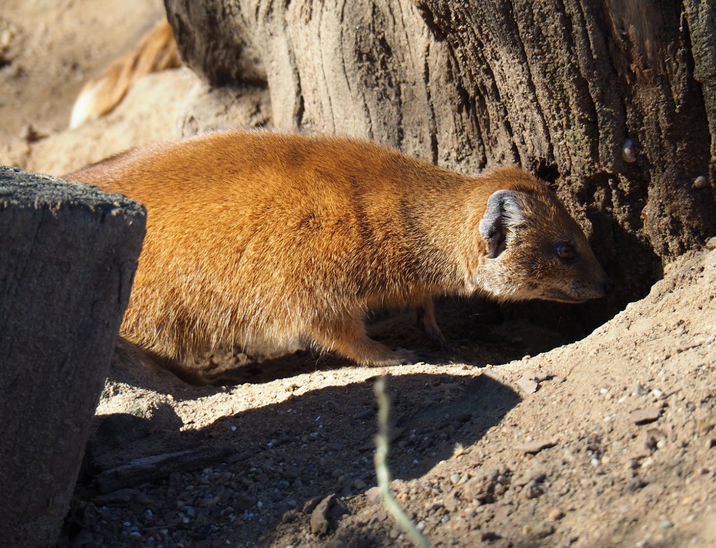 Yellow mongoose (Cynictis penicillata), Feb 27th, 2019