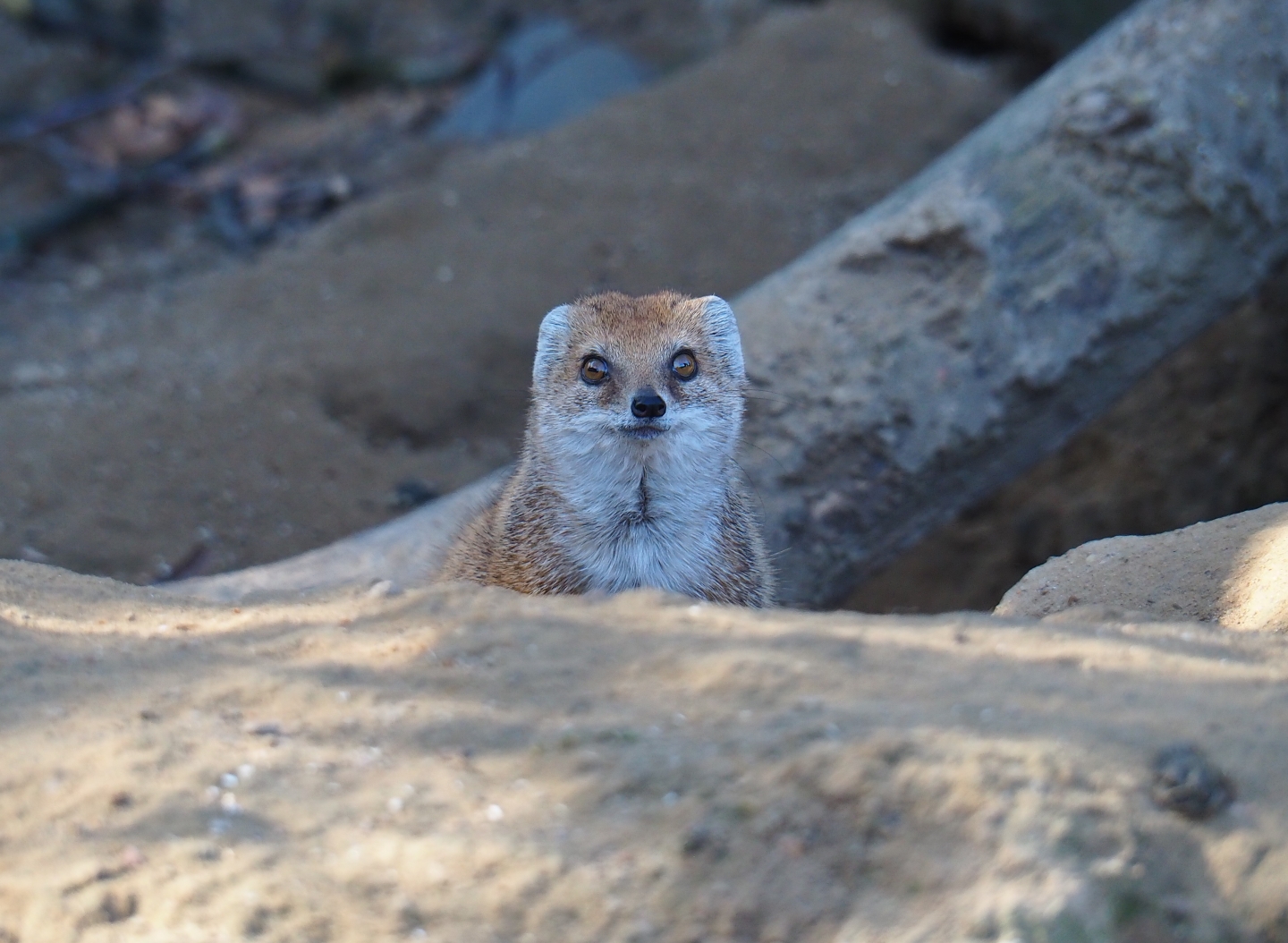 Yellow mongoose (Cynictis penicillata), Feb 27th, 2019