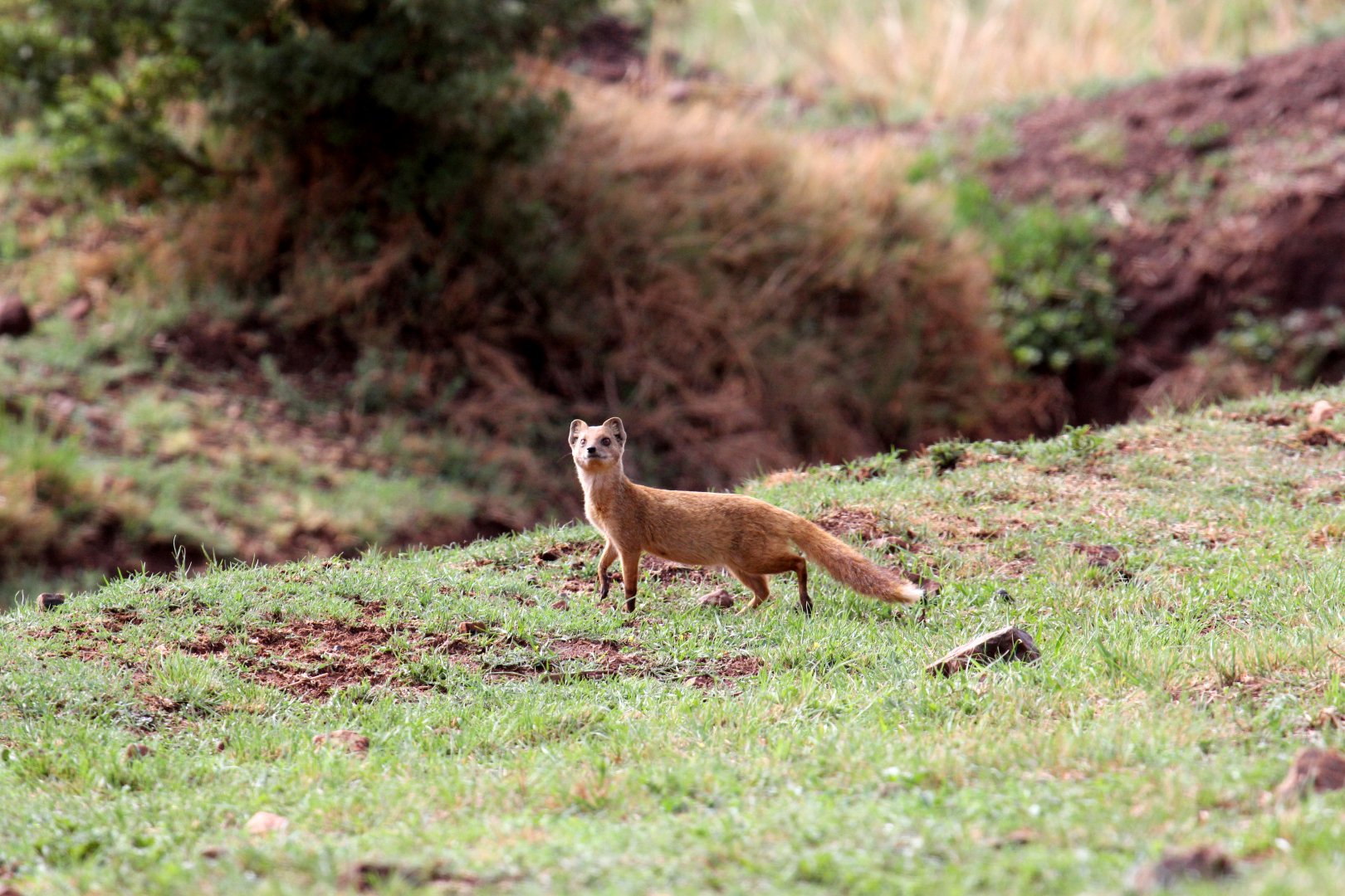 yellow mongoose (Cynictis penicillata) wild