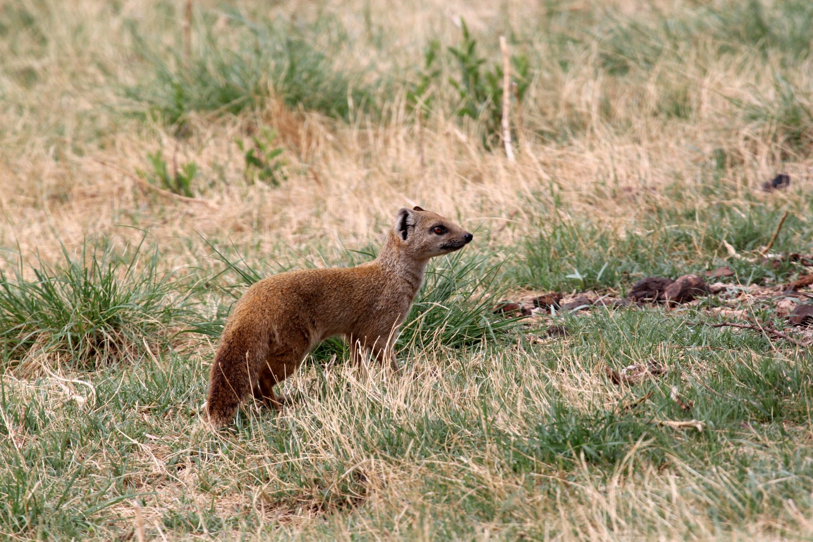 yellow mongoose (Cynictis penicillata) wild