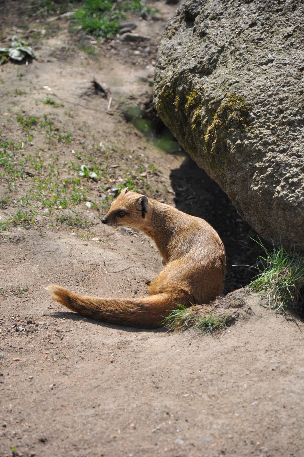 Yellow mongoose (Cynictis penicillata)