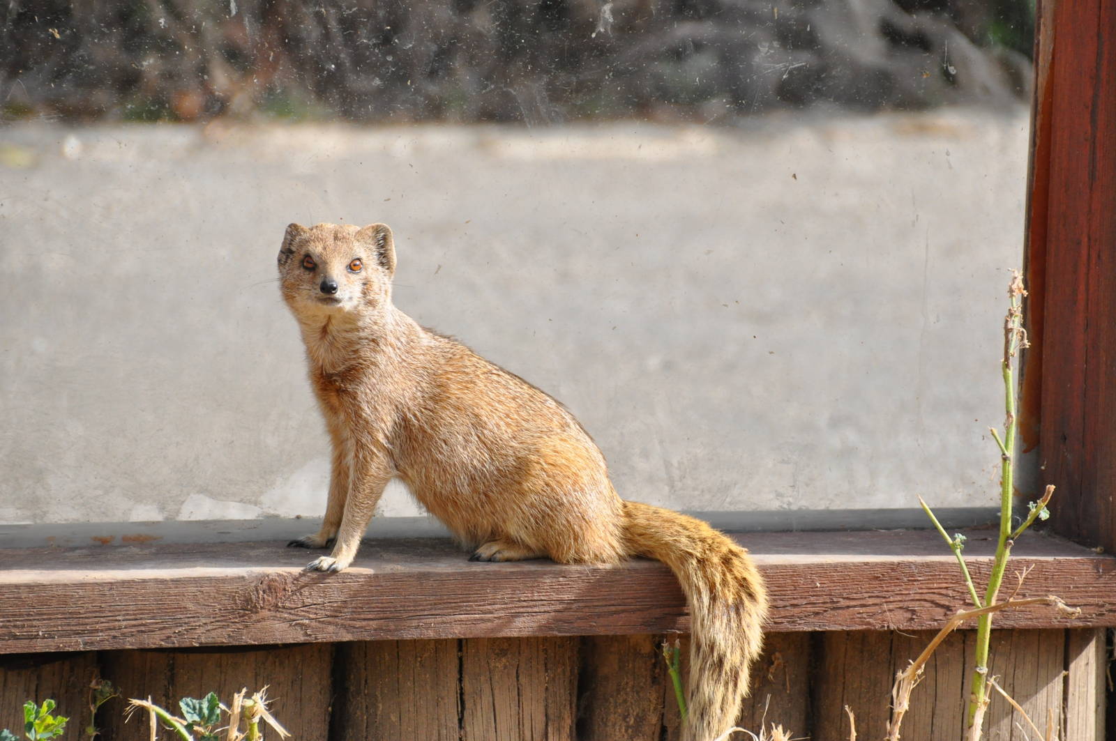 Yellow mongoose/ Cynictis penicillata