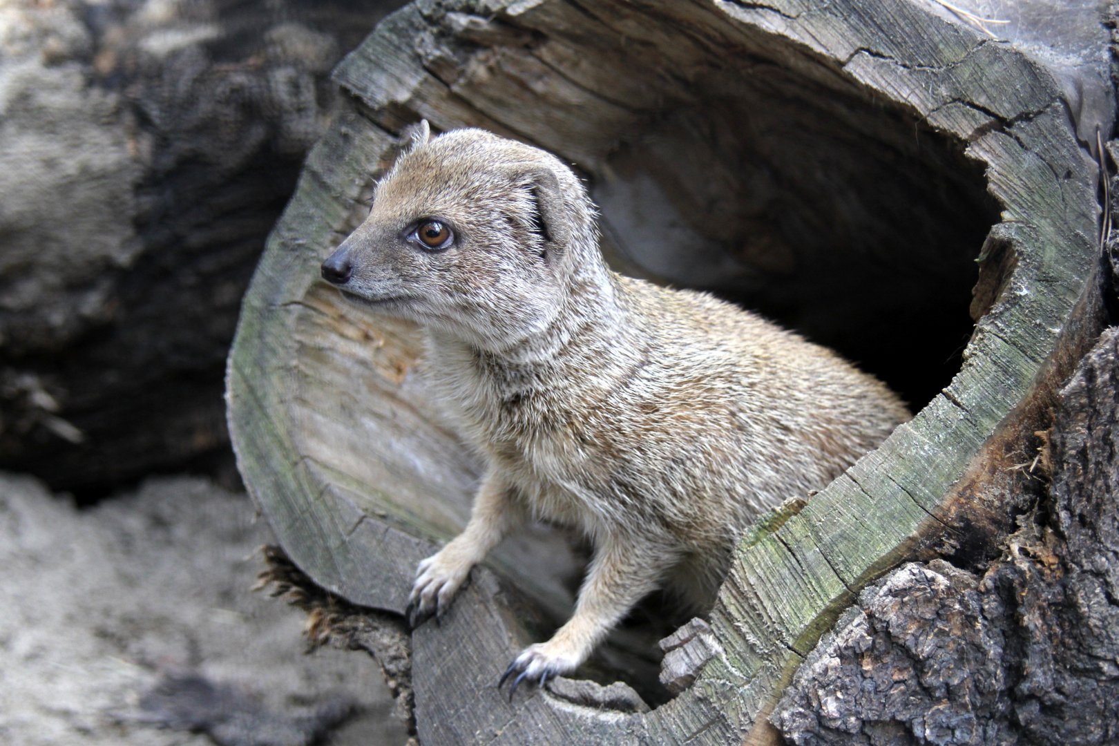 Yellow mongoose (Cynictis penicillata)