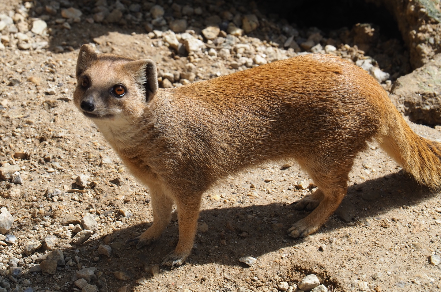 Yellow mongoose (Cynictis penicillata)