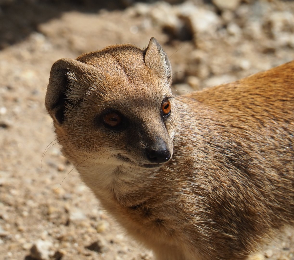 Yellow mongoose (Cynictis penicillata)