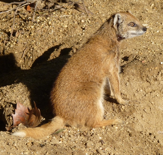 Yellow mongoose (Cynictis penicillata)