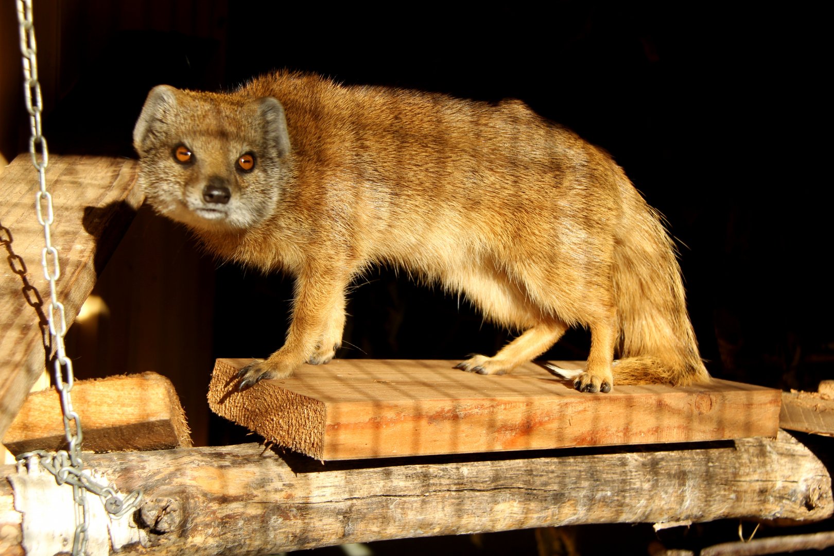 yellow mongoose (Cynictis penicillata)