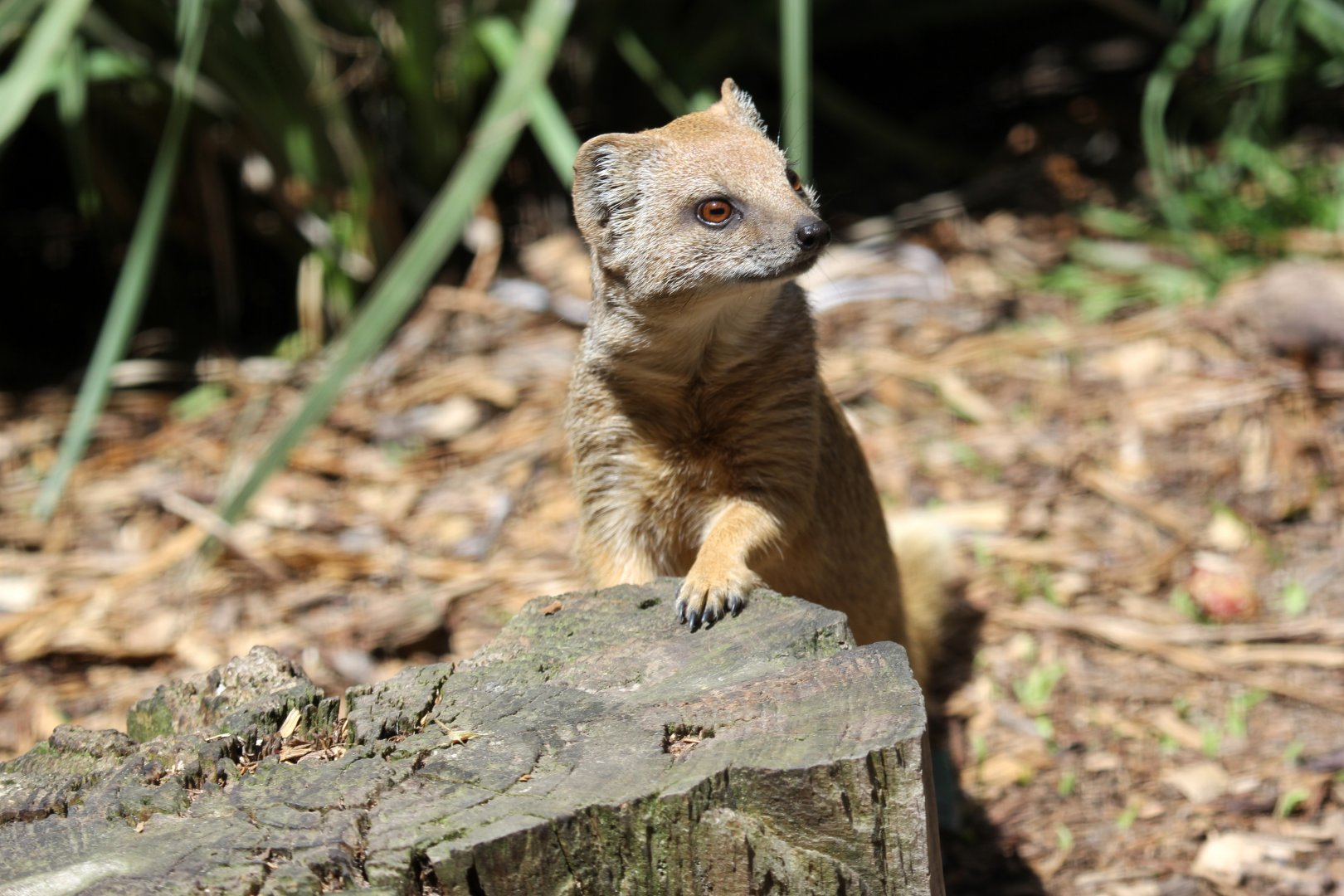 yellow mongoose (Cynictis penicillata)