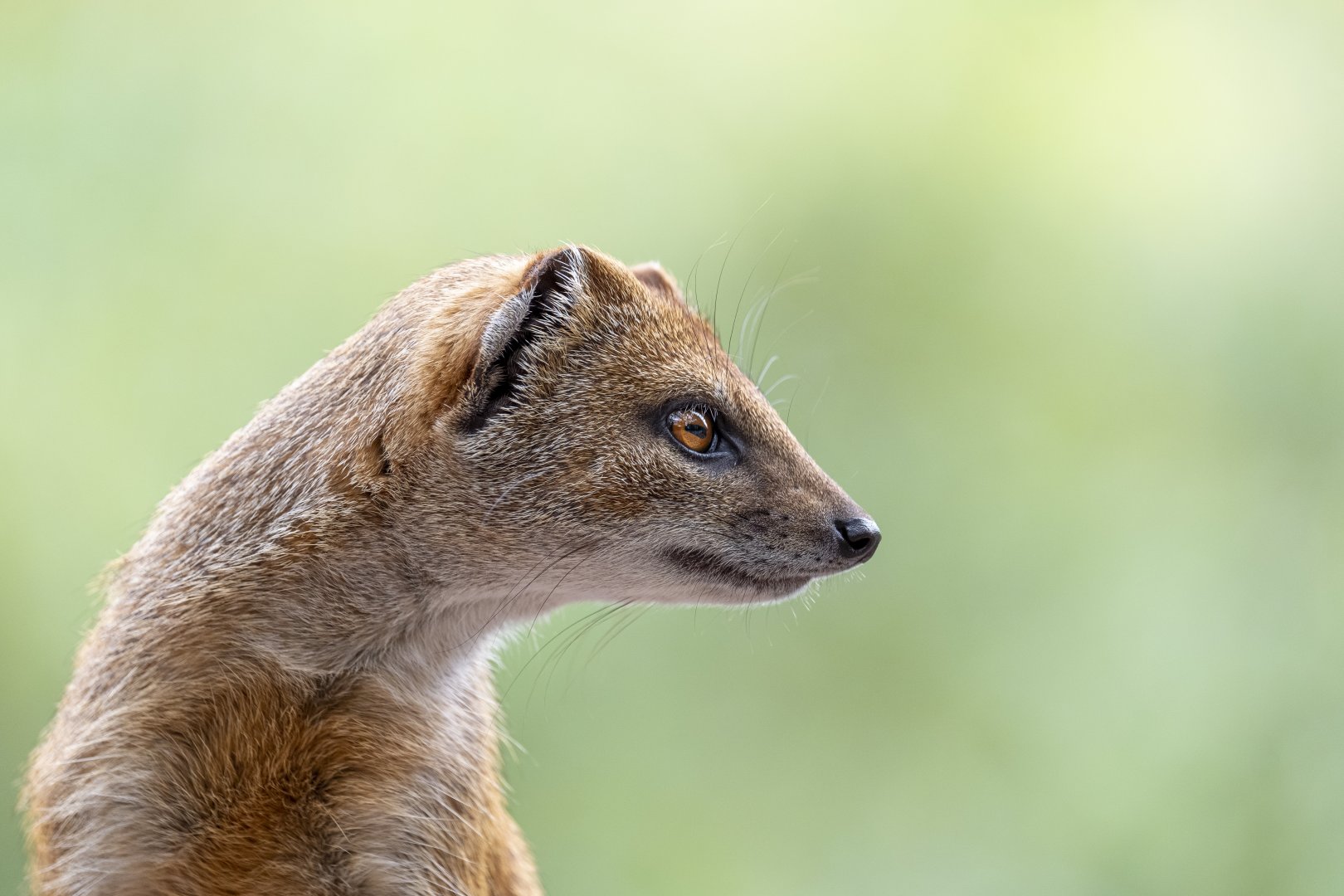 Yellow mongoose (Cynictis penicillata)