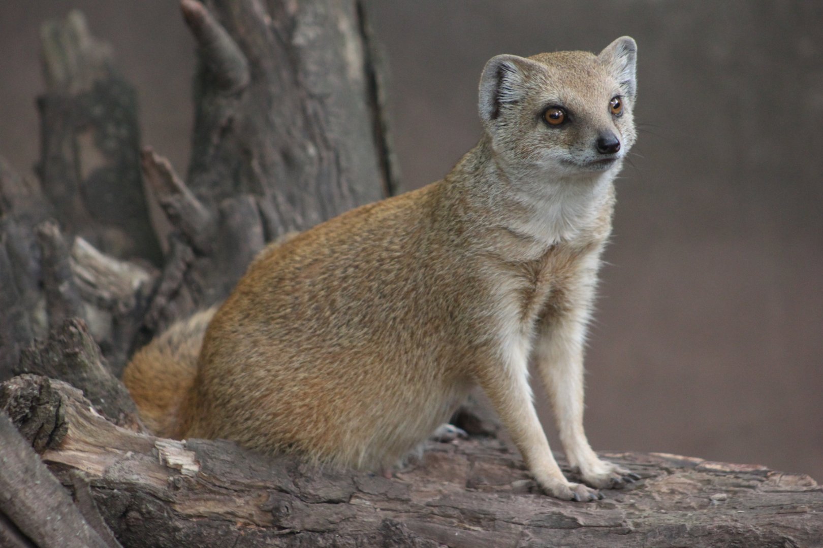 Yellow mongoose (Cynictis penicillata)