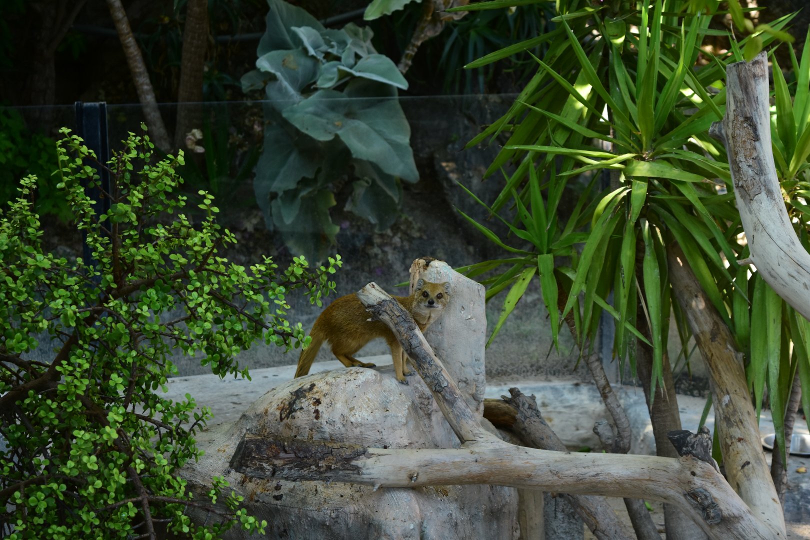 yellow mongoose (Cynictis penicillata)