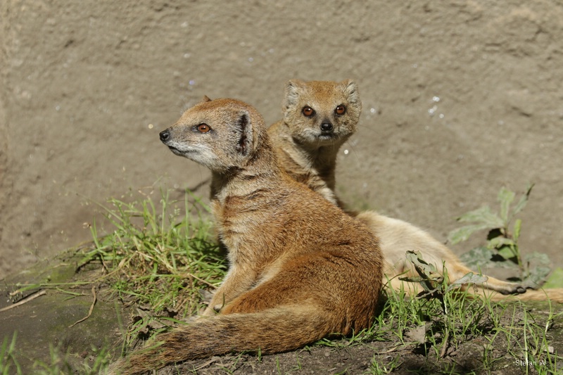 yellow mongoose (Cynictis penicillata)