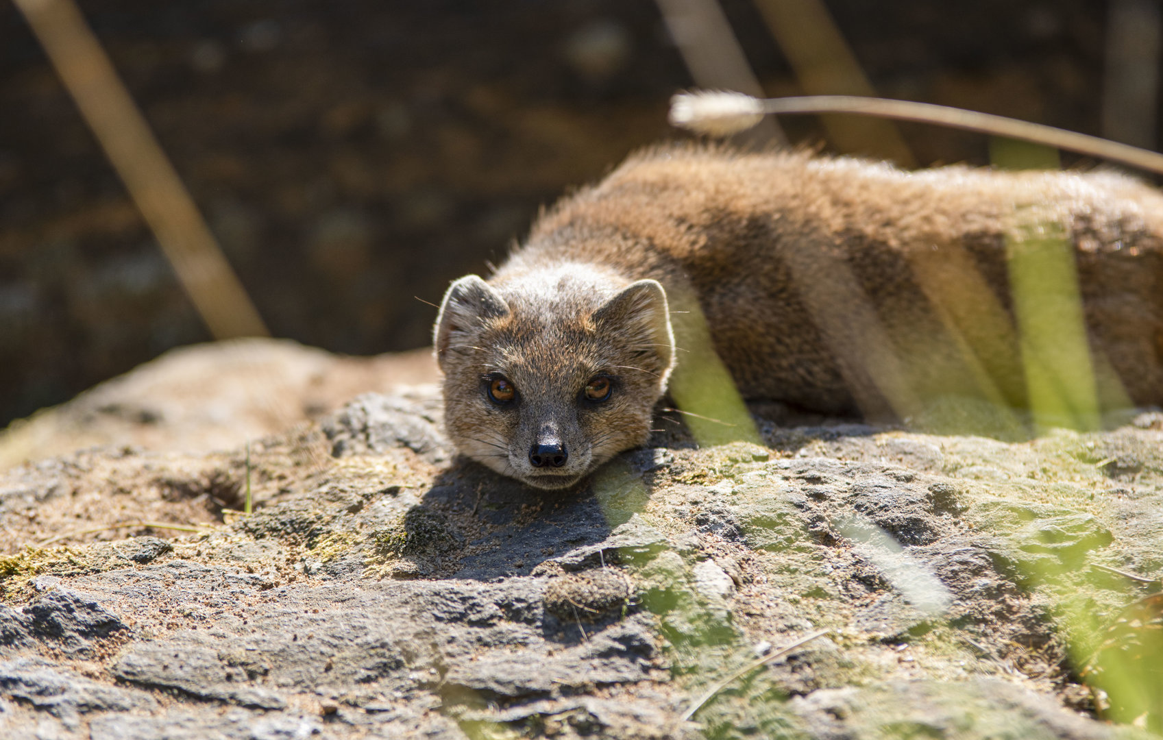 Yellow mongoose (Cynictis penicillata)