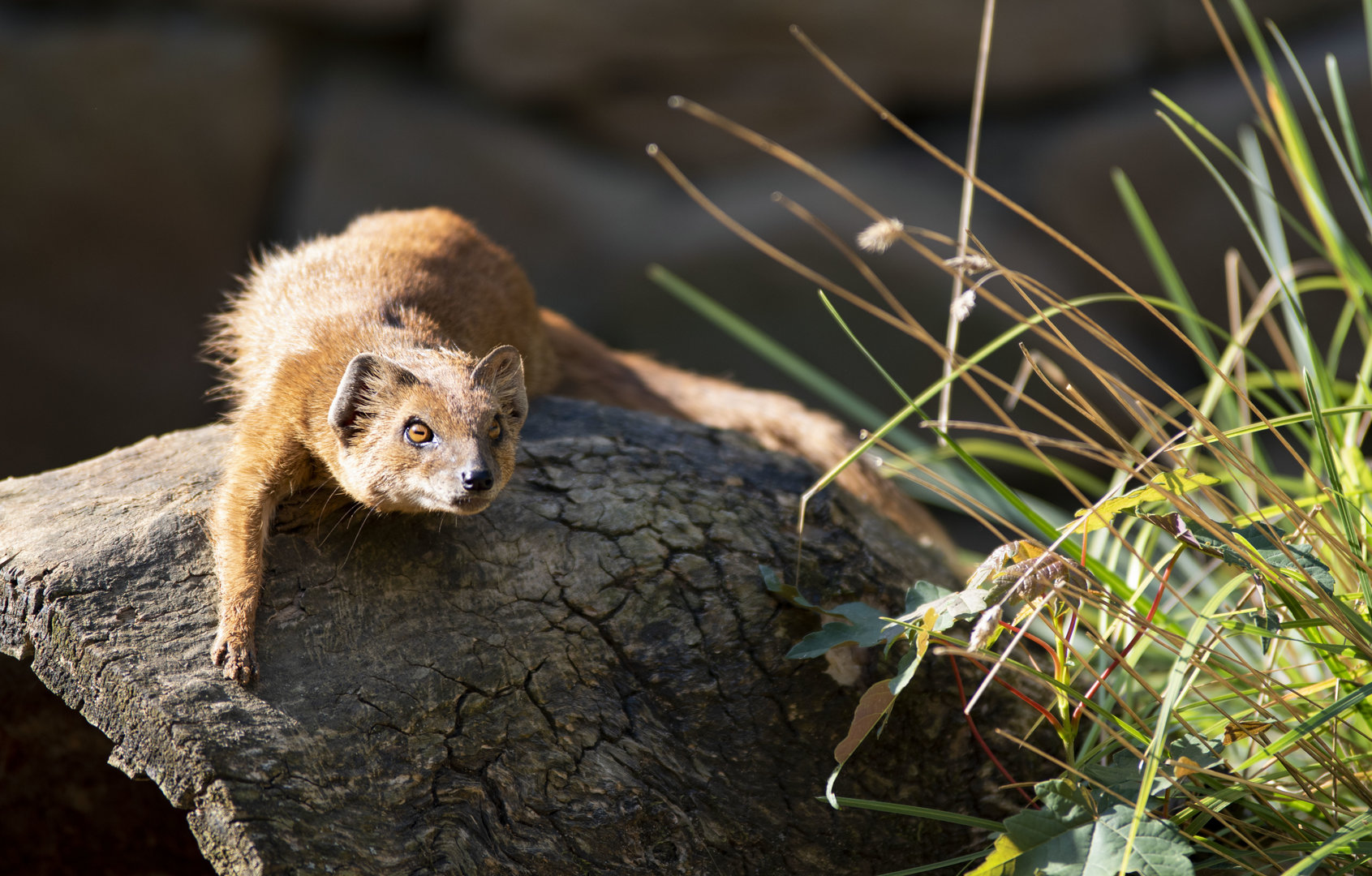 Yellow mongoose (Cynictis penicillata)
