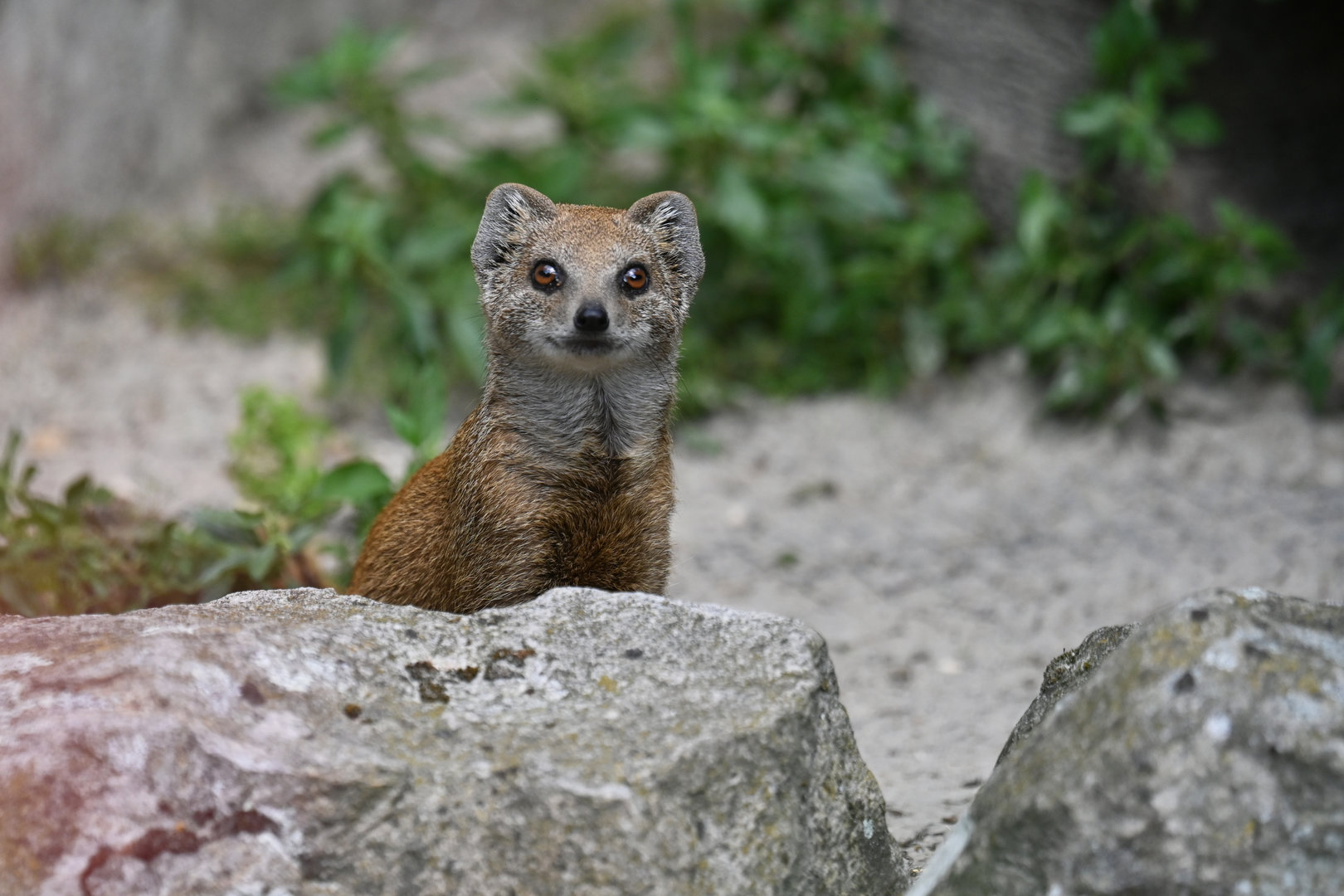 Yellow mongoose (Cynictis penicillata)